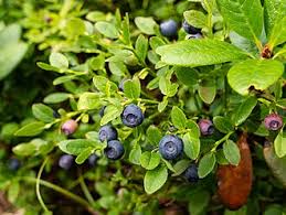 Attēlu rezultāti vaicājumam “Vaccinium myrtillus leaf”