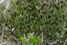 Attēlu rezultāti vaicājumam “Schoenus ferrugineus bud”