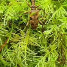 Attēlu rezultāti vaicājumam “Collaria arcyrionema young”