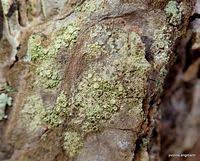 Attēlu rezultāti vaicājumam “Lecanora conizaeoides”