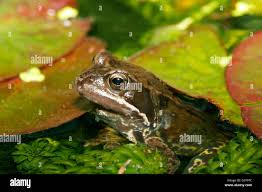 Attēlu rezultāti vaicājumam “Rana temporaria adult”