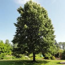 Attēlu rezultāti vaicājumam “Tilia tomentosa”