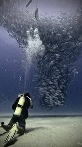 Image result for Tornado Divers