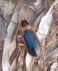 Attēlu rezultāti vaicājumam “Nebria livida”