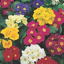 Attēlu rezultāti vaicājumam “Primula x polyantha”
