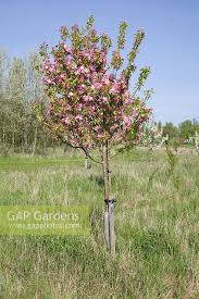 Attēlu rezultāti vaicājumam “Malus prunifolia”