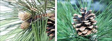 Attēlu rezultāti vaicājumam “Pinus nigra fruit”