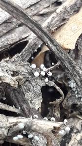 Attēlu rezultāti vaicājumam “Physarum compressum sessile”