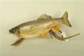 Image result for Squalius cephalus