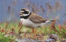 Attēlu rezultāti vaicājumam “Charadrius hiaticula adult”