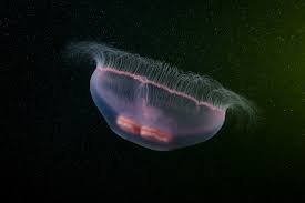 Attēlu rezultāti vaicājumam “Aurelia aurita”