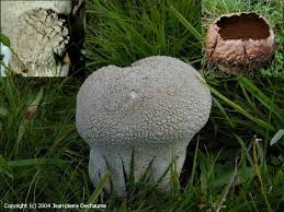 Attēlu rezultāti vaicājumam “Calvatia utriformis”