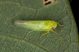 Attēlu rezultāti vaicājumam “Empoasca sp.”