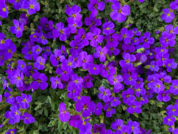 Image result for Aubrieta hybrida (cultorum)