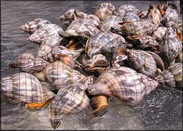 Image result for Cinctura hunteria