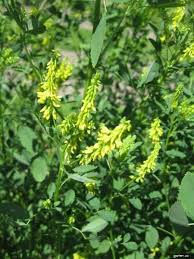 Attēlu rezultāti vaicājumam “Melilotus wolgicus”