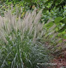Attēlu rezultāti vaicājumam “Calamagrostis canescens”