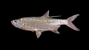 Image result for Megalops atlanticus