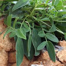 Image result for Anthyllis vulneraria rubra