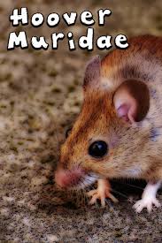 Attēlu rezultāti vaicājumam “Muridae”