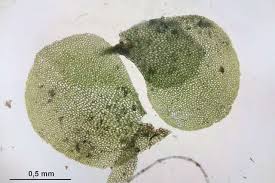 Attēlu rezultāti vaicājumam “Scapania undulata”