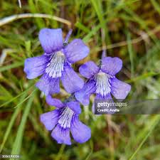 Attēlu rezultāti vaicājumam “Lentibulariaceae”