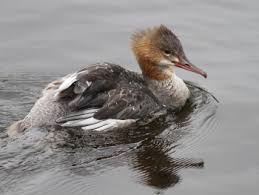 Attēlu rezultāti vaicājumam “Mergus merganser juvenile”