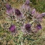 Image result for Ptilostemon afer