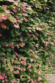 Attēlu rezultāti vaicājumam “Actinidia kolomikta”