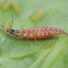 Attēlu rezultāti vaicājumam “Chrysopa”