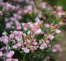 Attēlu rezultāti vaicājumam “Andromeda polifolia bud”