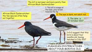 Attēlu rezultāti vaicājumam “Haematopus ostralegus adult”