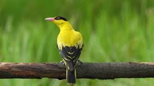 Attēlu rezultāti vaicājumam “Oriolus oriolus male”