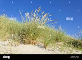 Attēlu rezultāti vaicājumam “Ammophila arenaria”