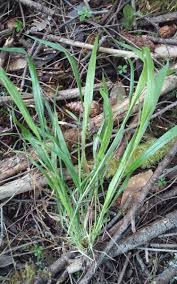 Attēlu rezultāti vaicājumam “Brachypodium sylvaticum leaf”