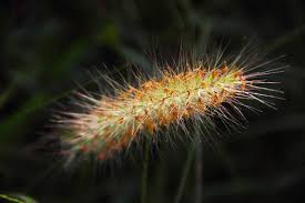 Attēlu rezultāti vaicājumam “Setaria glauca”