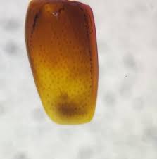 Attēlu rezultāti vaicājumam “Scaphisoma sp.”