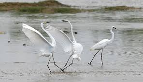 Attēlu rezultāti vaicājumam “Egretta alba”