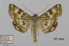 Attēlu rezultāti vaicājumam “Protoschinia scutosa”