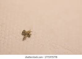 Attēlu rezultāti vaicājumam “Reduvius personatus”