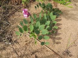 Attēlu rezultāti vaicājumam “Lathyrus japonicus subsp. maritimus flower”