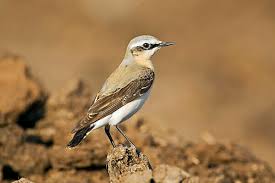 Attēlu rezultāti vaicājumam “Oenanthe oenanthe male”