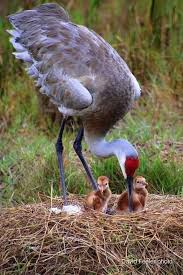 Attēlu rezultāti vaicājumam “Grus grus nest”