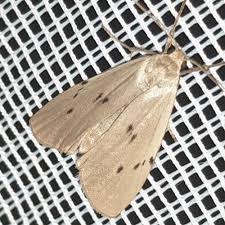 Attēlu rezultāti vaicājumam “Pelosia muscerda”