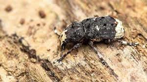 Attēlu rezultāti vaicājumam “Platystomos albinus”