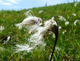 Attēlu rezultāti vaicājumam “Eriophorum angustifolium”