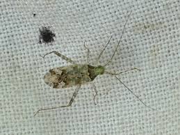 Attēlu rezultāti vaicājumam “Phytocoris longipennis”