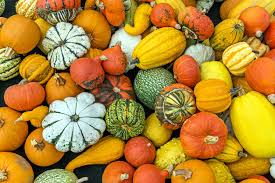 Attēlu rezultāti vaicājumam “Cucurbitaceae”