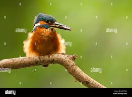 Attēlu rezultāti vaicājumam “Alcedo atthis adult”