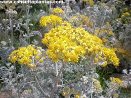 Image result for Cineraria maritima